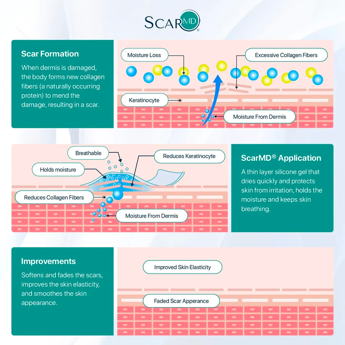 Normal Scar Formation Process The Anatomy of a Scar – AIM Medical